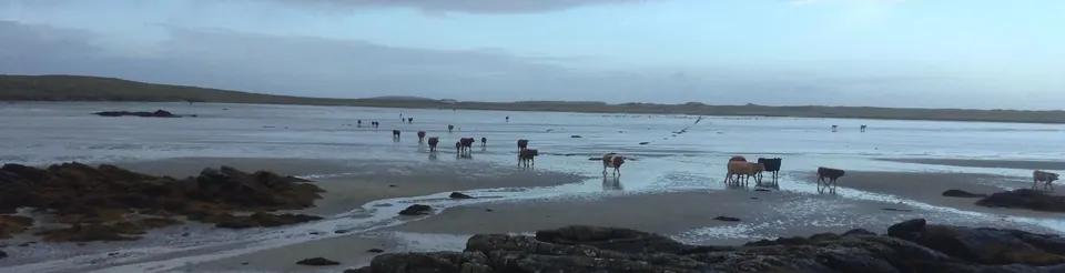 Cattle crossing the wet sand of a tidal beach