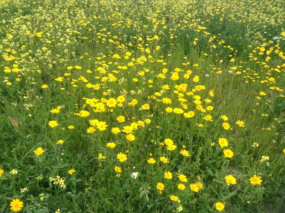 A dense field of yellow corn marigolds