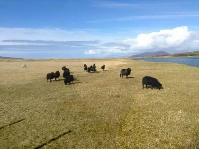 Black Hebridean sheep grazing on the machair, with the sea and hills beyond
