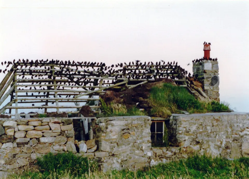 The stone walls and collapsed roof timbers of an old blackhouse